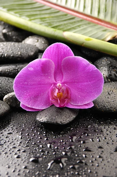 Foglie di bambù di pietre orchidee e zen — Foto Stock