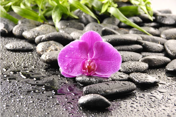Листья орхидеи и дзен-камней — стоковое фото