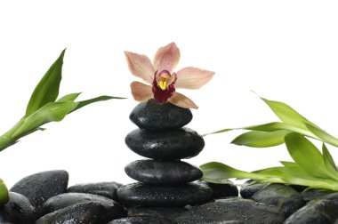 spa konsept
