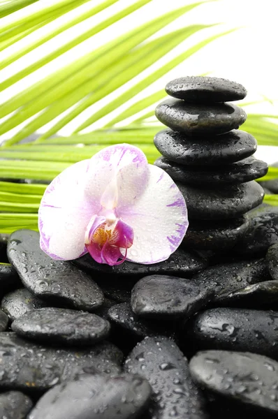 Orchidée et pierres zen feuilles de bambou — Photo