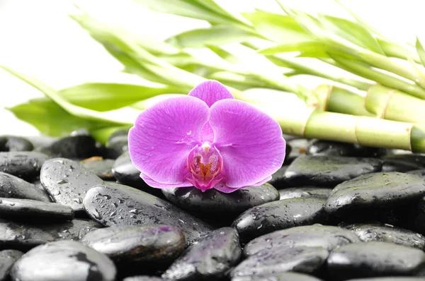 Therapy stones with bamboo — Stock Photo, Image