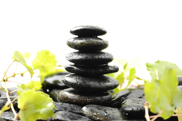 Zen stones and plant — Stock Photo, Image