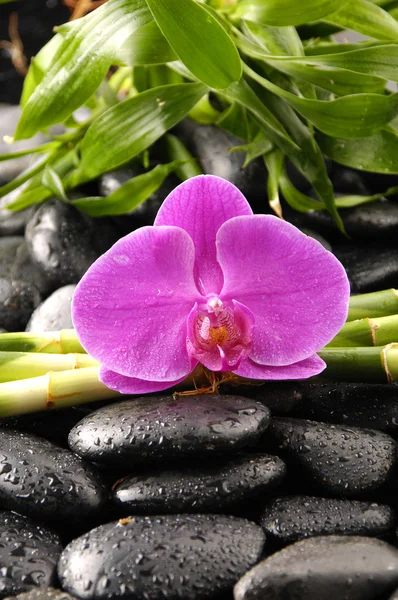 Wellness concept with pink orchid — Stock Photo, Image