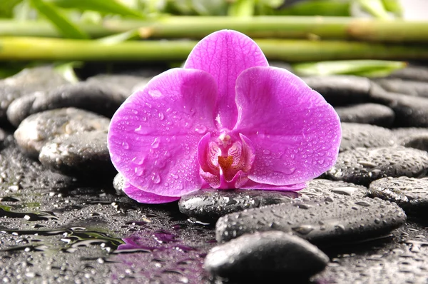 Wellness concept with pink orchid — Stock Photo, Image