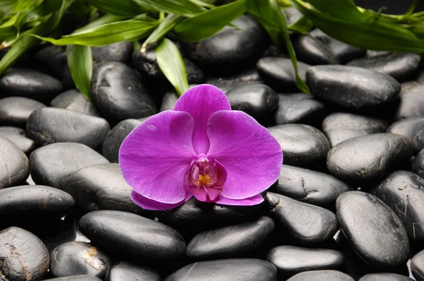 Velværemåte med rosa orkideer – stockfoto