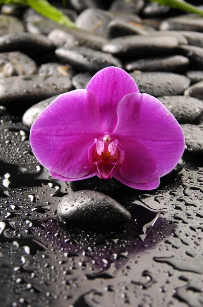 Wellness concept with pink orchid — Stock Photo, Image