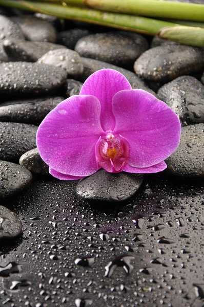 Wellness-concept met roze orchid — Stockfoto