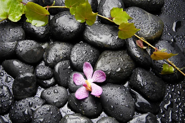 Wellness concept with pink orchid — Stock Photo, Image