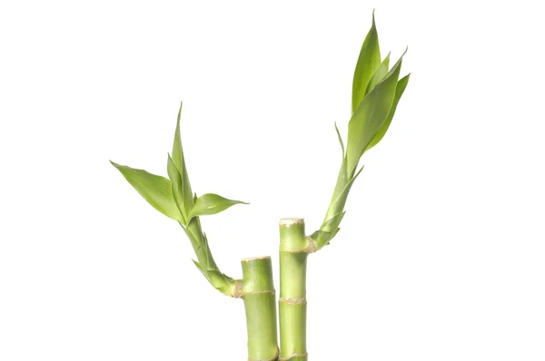 Bamboo — Stock Photo, Image