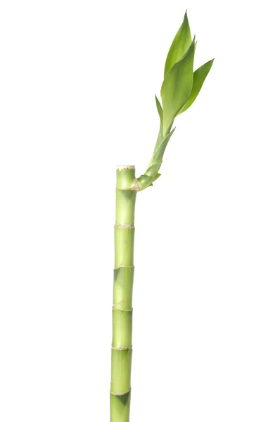 Bamboo — Stock Photo, Image