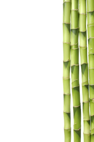 Lucky bamboo stam — Stockfoto