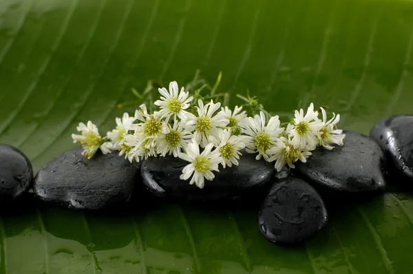 Green spa still life — Stock Photo, Image