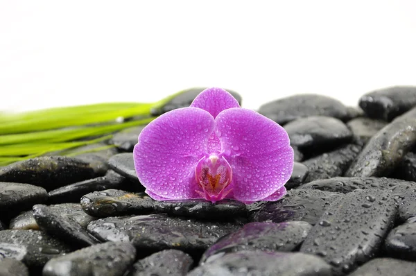 Foglia di palma verde con orchidea — Foto Stock