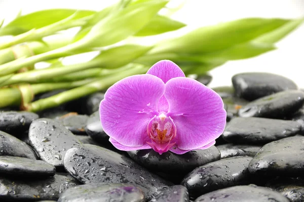 Zielonych liści z orchidei — Zdjęcie stockowe