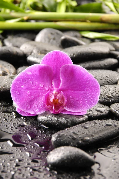 Hoja de palma verde con orquídea — Foto de Stock