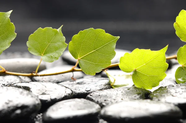 Green ivy on pebble — Stock Photo, Image