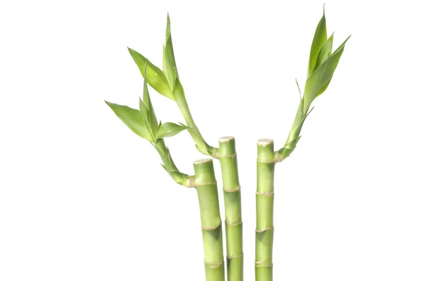 Bamboo grove — Stock Photo, Image