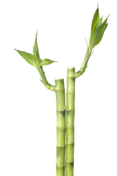 Bosque de bambú — Foto de Stock