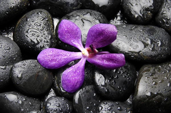 Stones with orchid flower — Stock Photo, Image