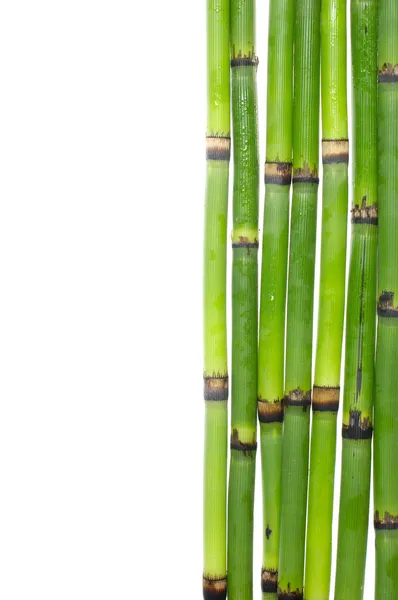 Счастливая бамбуковая роща — стоковое фото