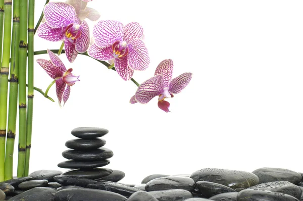 Piedras con flor de orquídea —  Fotos de Stock