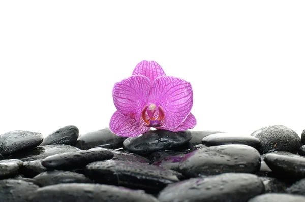 Камни с цветком орхидеи — стоковое фото