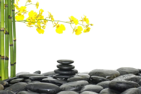 Piedras con flor de orquídea — Foto de Stock