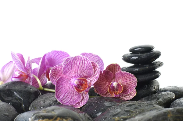 Stones with orchid flower — Stock Photo, Image