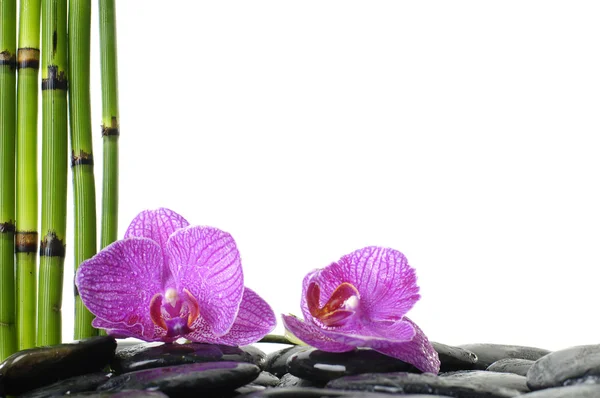 Pierres avec fleur d'orchidée — Photo