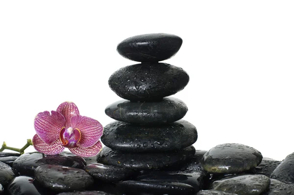 Sten med orkideblomst - Stock-foto
