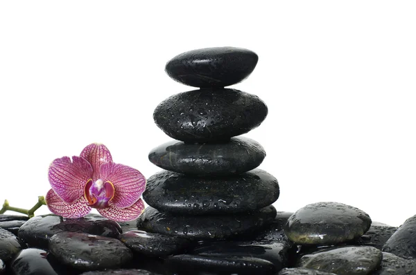 Pedras com flor de orquídea — Fotografia de Stock