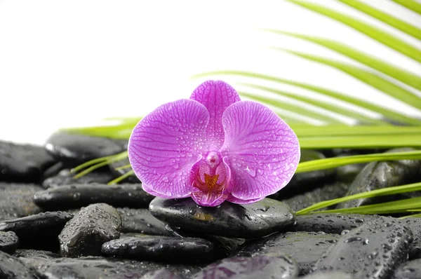 Pietre con pianta verde e orchidea — Foto Stock