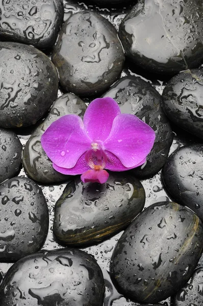 Taşlar ile yeşil bitki ve orkide — Stok fotoğraf
