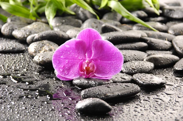 Piedras con planta verde y orquídea — Foto de Stock