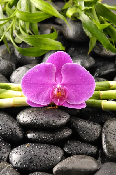 Steine mit grünen Pflanzen und Orchideen — Stockfoto