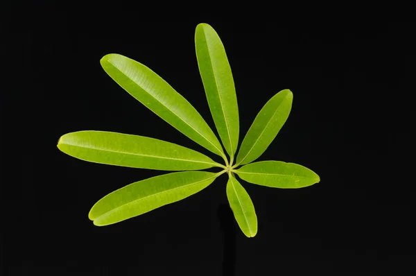 Green leaf — Stock Photo, Image