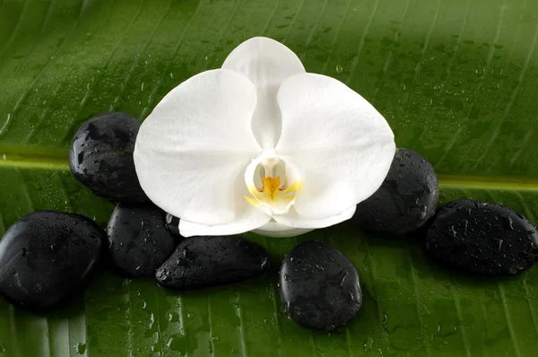 Kamienie z zielonych roślin i orchidea — Zdjęcie stockowe