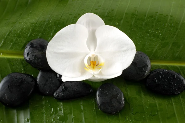 Stones with green plant and orchid — Stock Photo, Image