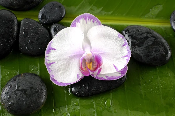 Orchidea e pietre su foglia di banana — Foto Stock