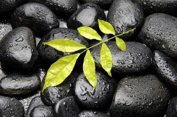 Leaf on wet pebble — Stock Photo, Image