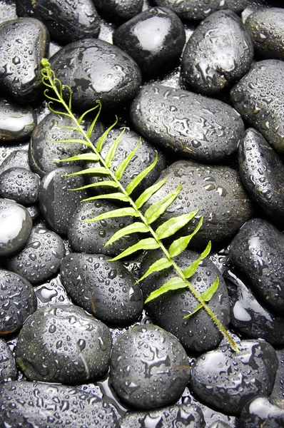 Leaf on wet pebble — Stock Photo, Image