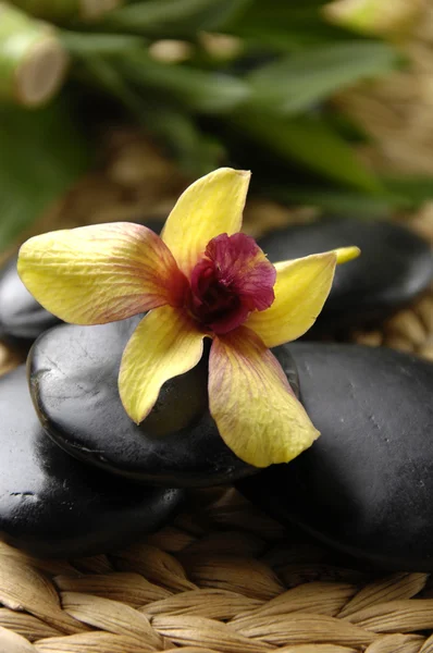 Orchidea z zielonych roślin na czarny — Zdjęcie stockowe
