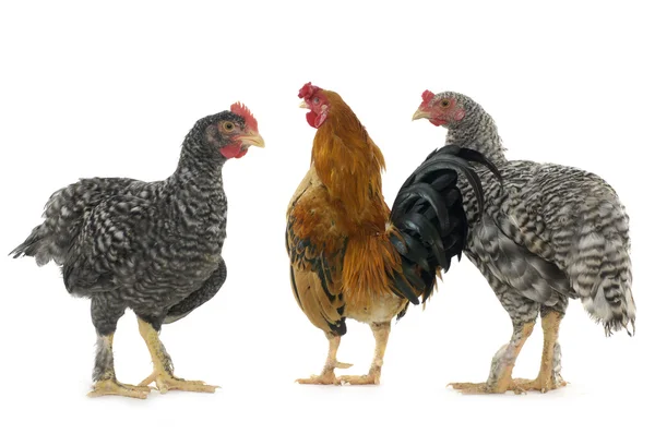 Kyckling vänner — Stockfoto
