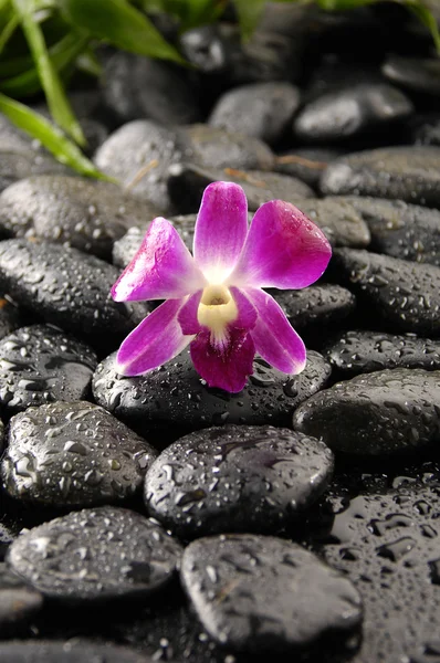 Guijarro y orquídea —  Fotos de Stock