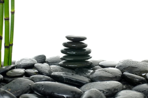 Green shoot on black pebbles — Stock Photo, Image