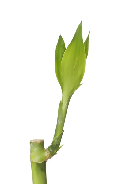 Nature lucky bamboo — Stock Photo, Image