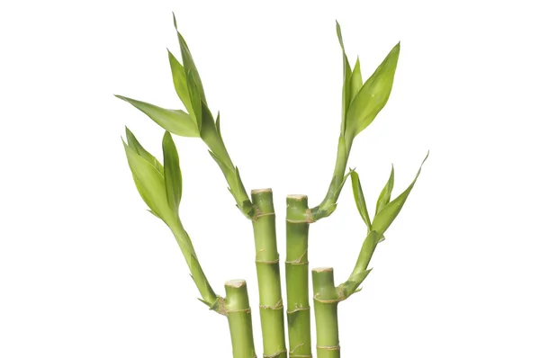 Naturen lucky bamboo — Stockfoto