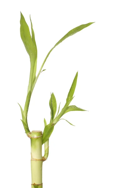 Naturen lucky bamboo — Stockfoto