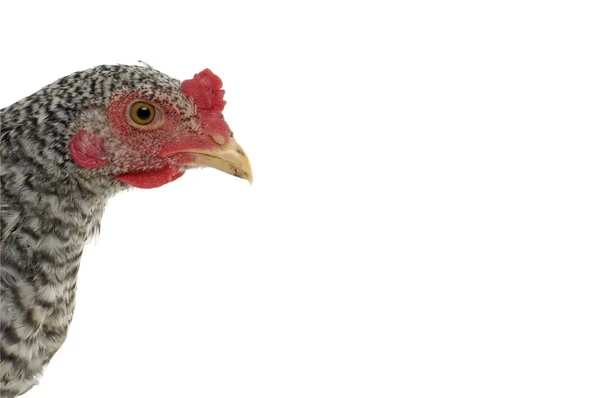 Hen head — Stock Photo, Image