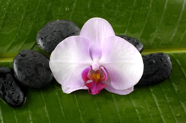 Orquídea y piedras negras — Foto de Stock